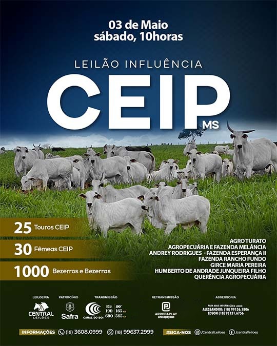 Leilão Virtual CEIP MS hoje às 10h no Canal do Boi 