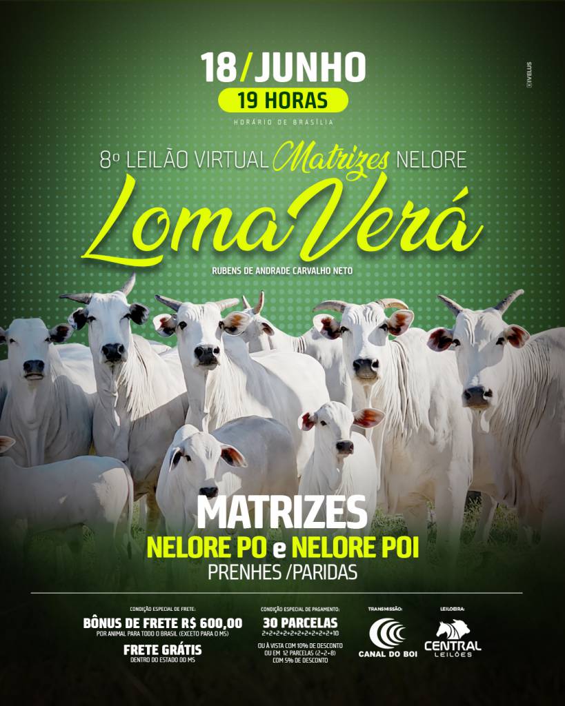 8° Leilão Virtual Matrizes Nelore Loma Verá hoje às 19h no Canal do Boi 