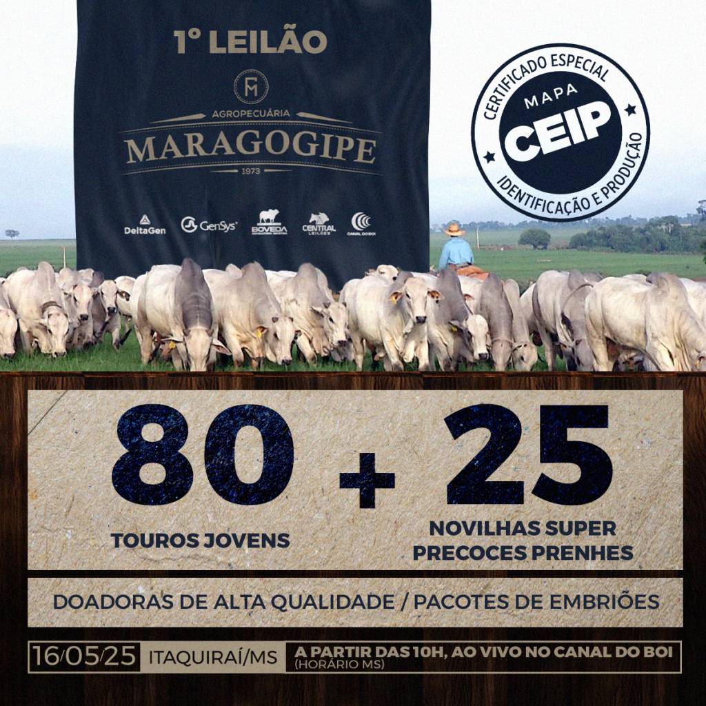 1º Leilão e dia de Campo Agropecuária Maragogipe hoje às 11h no Canal do Boi 