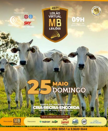 MB Leilões oferta animais para cria, recria e engorda neste domingo no Canal do Boi