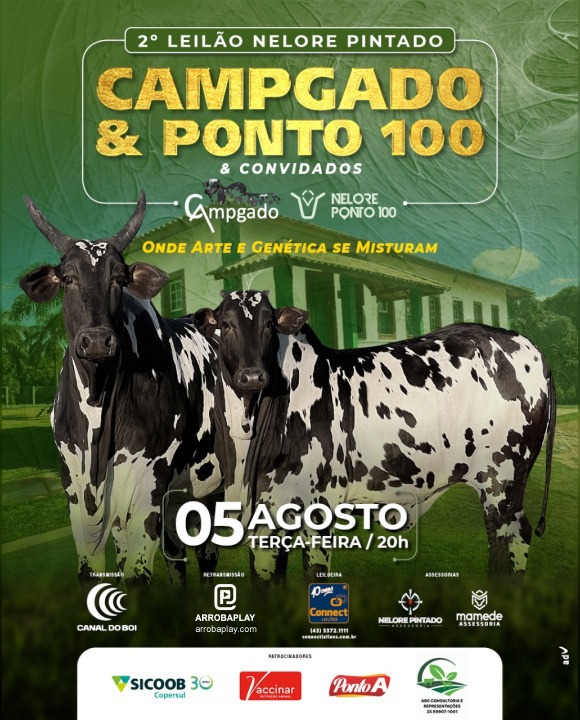 2° Leilão Nelore Pintado Campgado e Ponto 100 hoje no Canal do Boi
