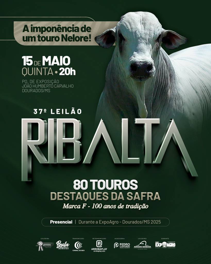 37º Leilão Ribalta oferta 80 touros destaque da safra hoje às 20h no Canal do Boi 