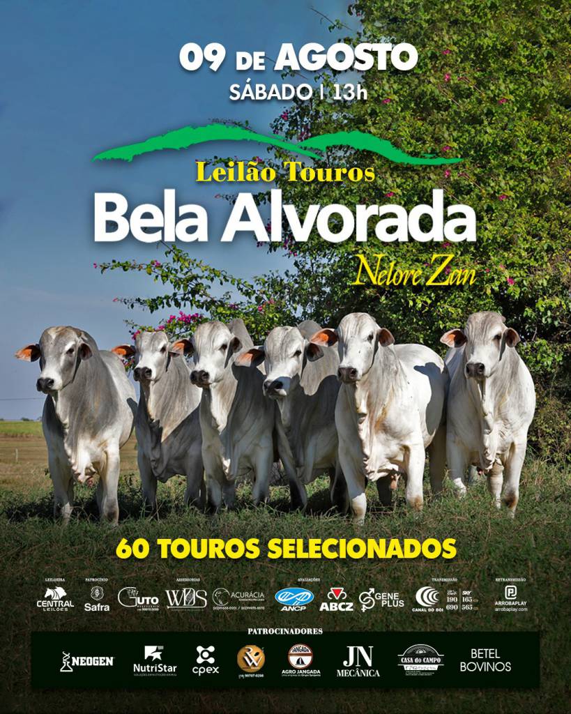 Leilão Touros Bela Alvorada Nelore Zan hoje às 13h no Canal do Boi 