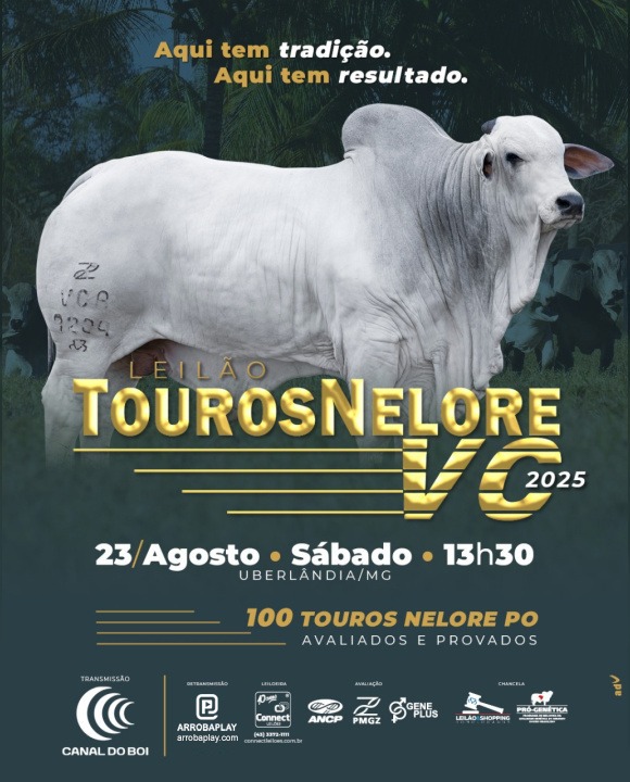  Leilão Touros Nelore VC 2025 hoje às 13h30 no Canal do Boi