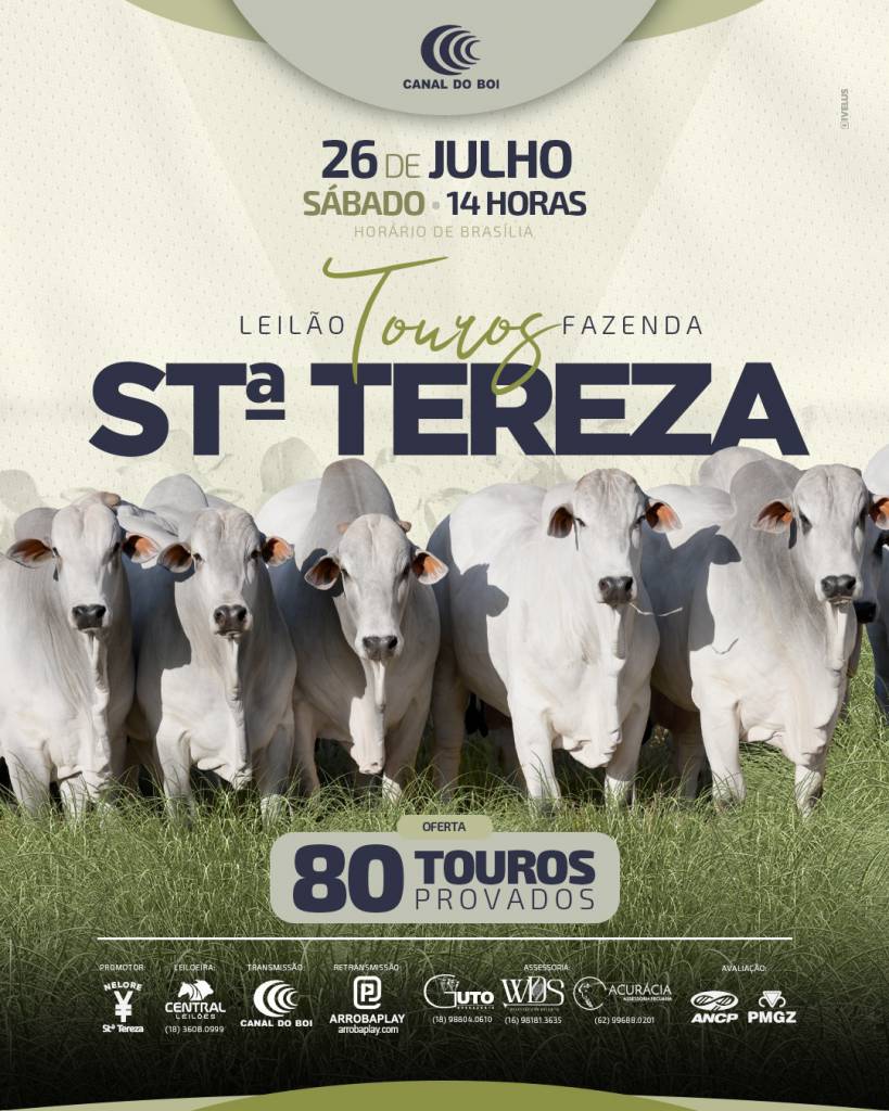 Leilão Touros Fazenda Santa Tereza hoje às 14h no Canal do Boi 