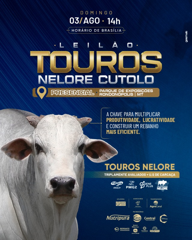 Leilão Presencial Nelore Cutolo hoje no Agro Canal