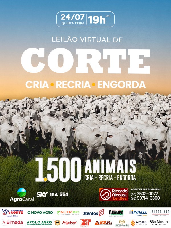 Leilão Virtual Corte hoje às 20h no Agro Canal