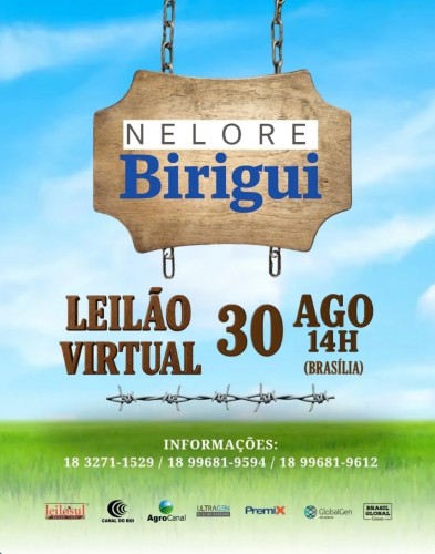 Leilão Nelore Birigui 2025 hoje às 13h no Agro Canal