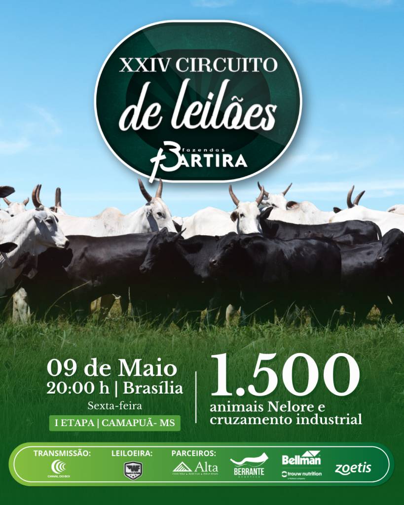 Circuito de Leilões Fazenda Bartira hoje no Canal do Boi