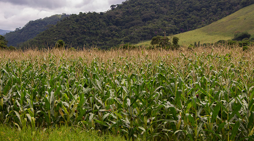 IBGE aponta safra recorde de grãos com 341,9 milhões de toneladas em 2025