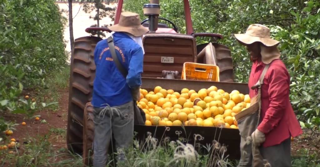 Governo estimula diversificar base produtiva de MS e e anuncia investimento de R$ 500 milhões para produzir laranja em Sidrolândia