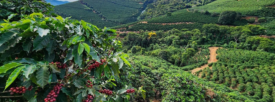 Retrospectiva Cepea: 2026 é marcado por recorde de preços e elevada volatilidade