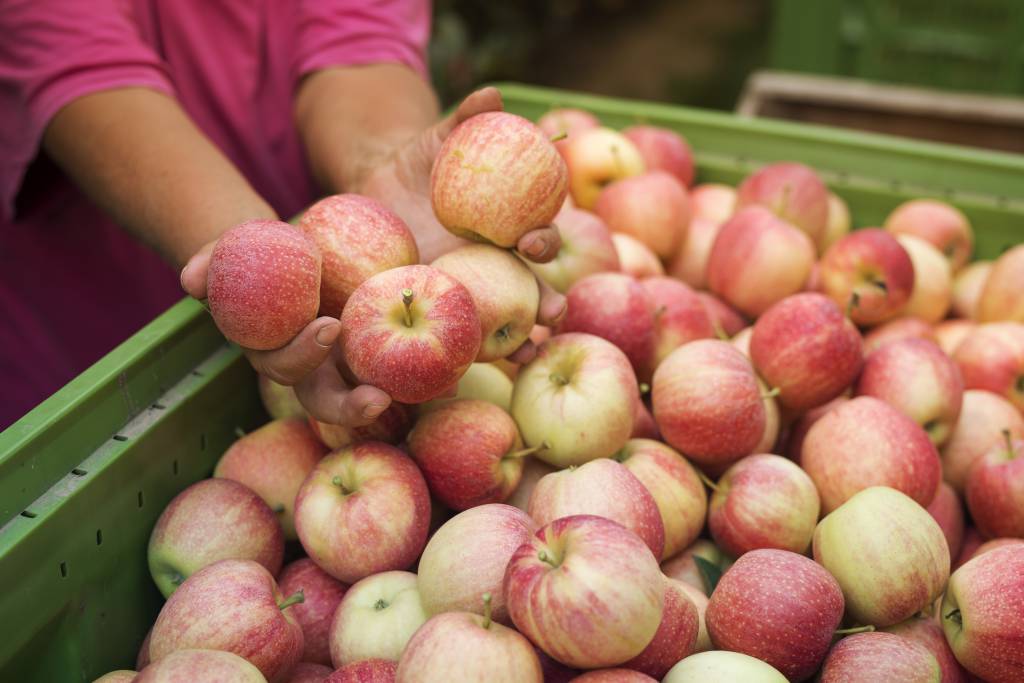 Epagri/Cepa projeta safra de maçã 28% maior em Santa Catarina
