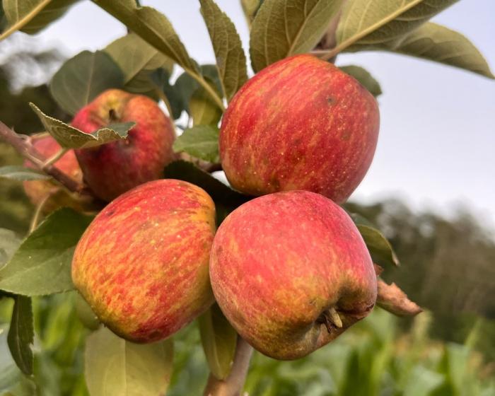 Área plantada com maçãs no Sul de Minas deve crescer mais de 40% este ano