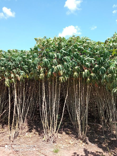 Duas variedades de mandioca para indústria são lançadas em  Mato Grosso do Sul