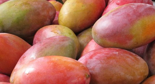 Tarifaço dos EUA ameaça produção de manga no Vale do São Francisco