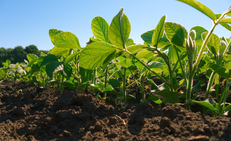 Mapa divulga as regras do projeto-piloto voltado para o Zoneamento Agrícola de Risco Climático