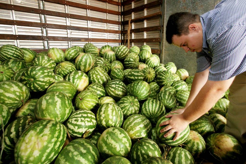 Melancia e Coco verde lideram custo-benefício na venda por atacado, revela boletim do ProHort