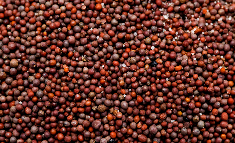 Abertura de mercado agrícola para o Brasil na África do Sul
