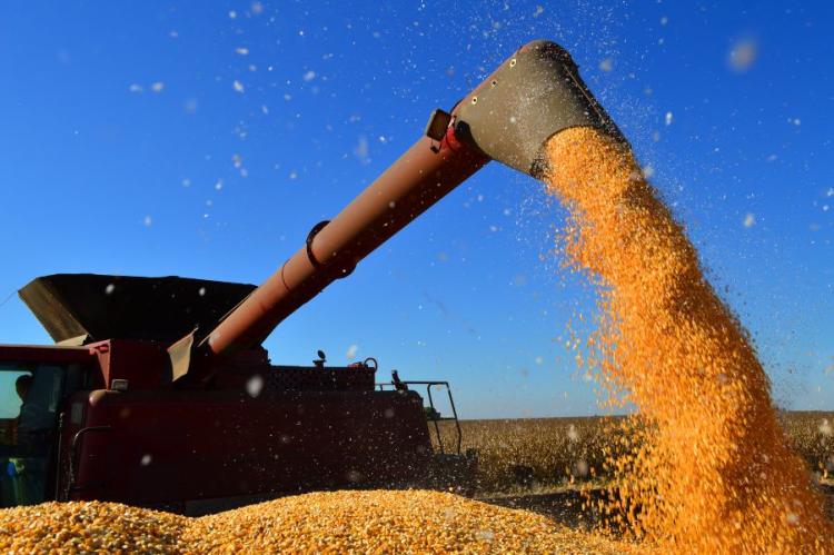 Colheita de milho safrinha é concluída no Paraná; trigo está 53% colhido