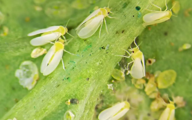 Agrodefesa monitora mosca-branca e viroses do feijoeiro em 12 municípios de Goiás