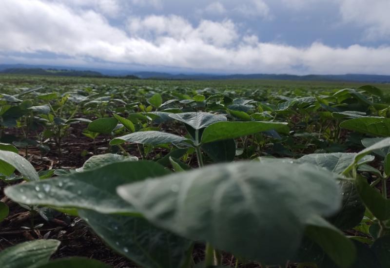 Chuvas irregulares e calor acima da média devem marcar o início do plantio da soja em Mato Grosso do Sul