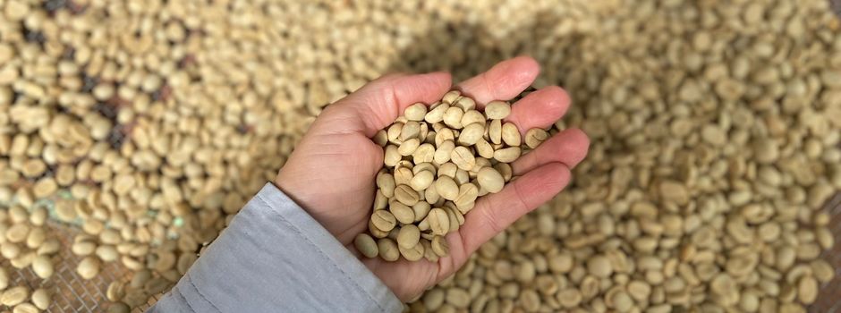 Epamig inicia venda de sementes para plantio de mudas de café 