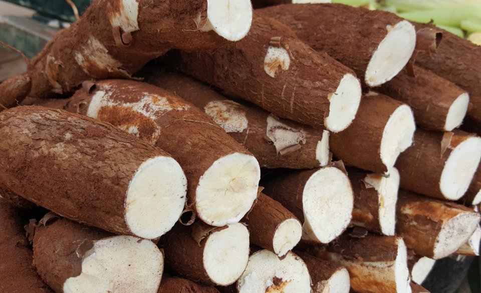 Mercado de fécula de mandioca desacelera com estoques elevados e queda nas vendas no varejo