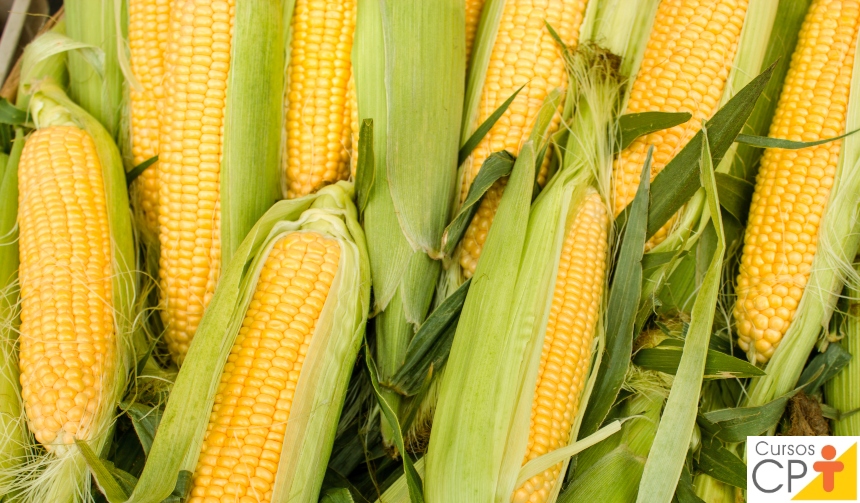 Preços do milho recuam com previsão de segunda safra robusta e clima favorável