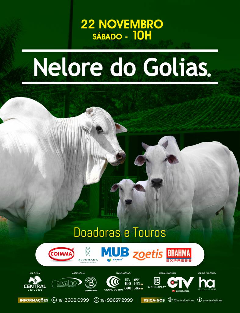 Leilão Nelore do Golias hoje às 10h no Canal do Boi 