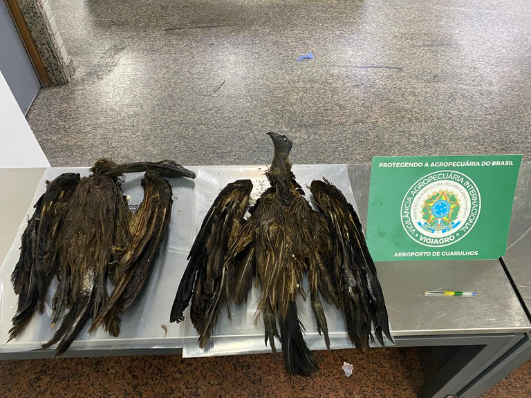 Mapa apreende mais de 130 animais e partes de alto risco sanitário provenientes da Nigéria