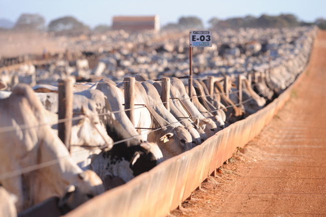 Com 3,1 milhões de bovinos mapeados, confinamento mostra avanço na pecuária
