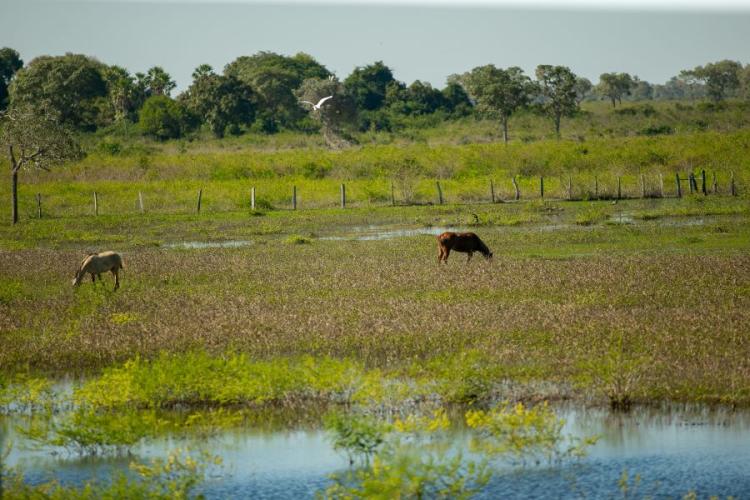 Governo publica edital do PSA Pantanal e produtores podem se inscrever a partir do dia 18 de julho