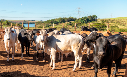 Mercado futuro do boi mantém alta, mas espaço para aumento da arroba é limitado