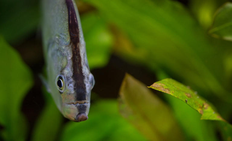 Abertura de mercado na Austrália para exportação de pescados
