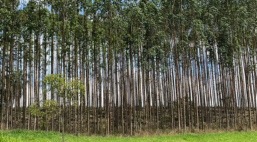 Valor de produção da silvicultura e da extração vegetal cresce 16,7% e soma R$ 44,3 bilhões
