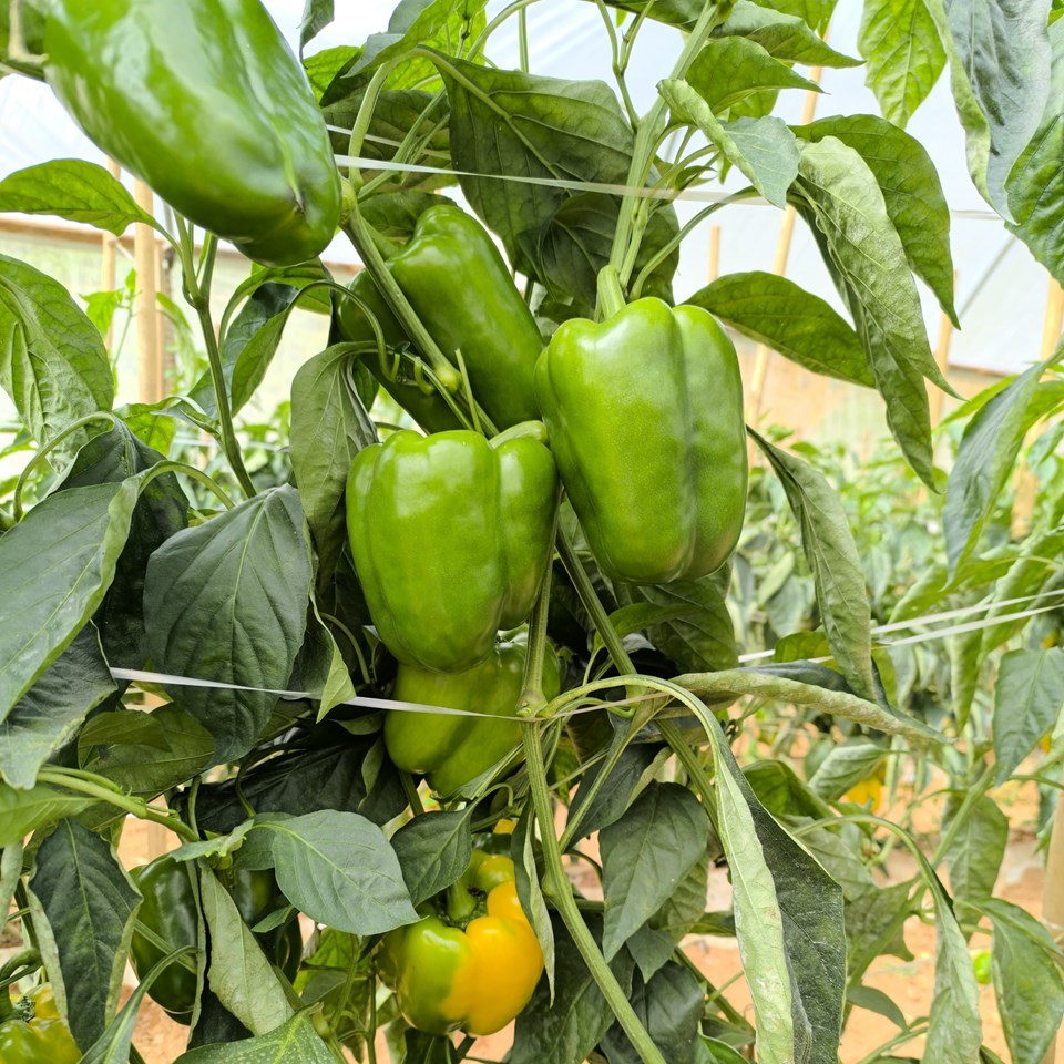 Produção capixaba de pimentão é impulsionada por preços e cultivo protegido