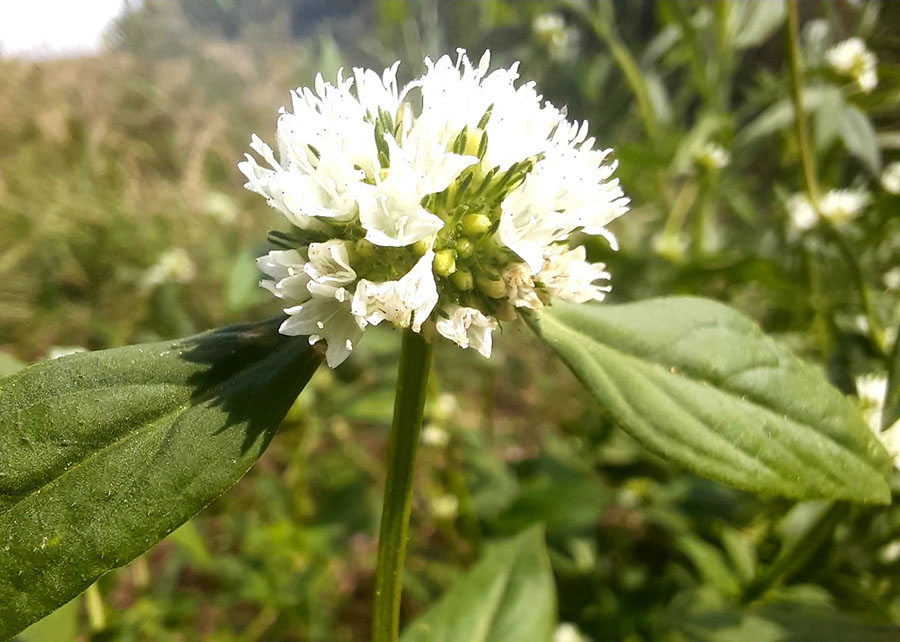 Especialistas orientam como controlar planta daninha que afeta lavouras de soja e milho
