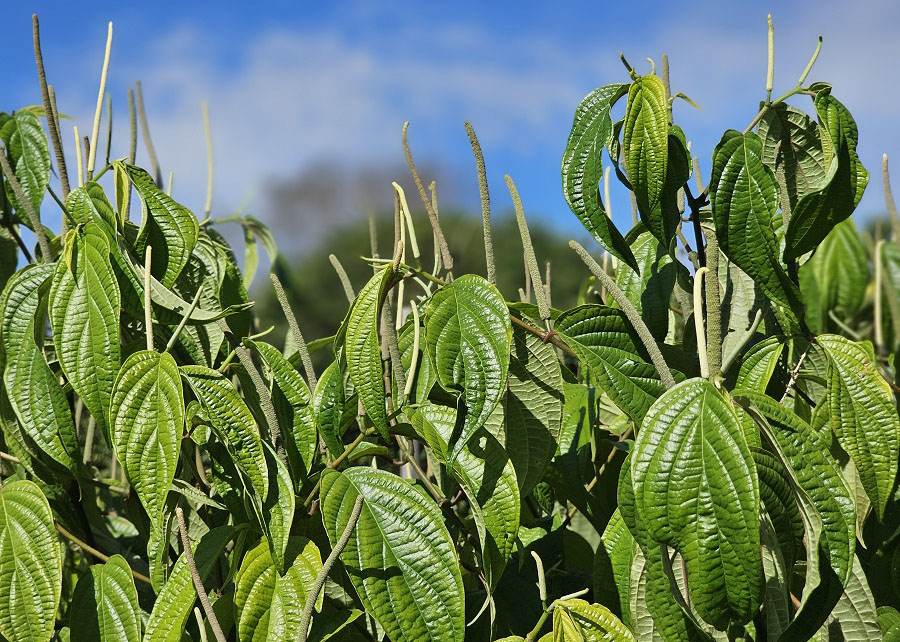 Óleos essenciais de plantas cultivadas na Amazônia combatem parasitas em tambaquis