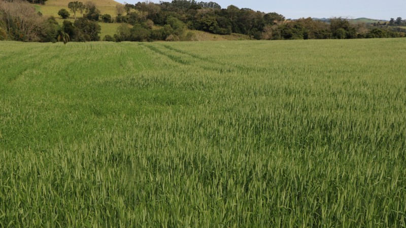 Plantio do trigo no RS chega a 92% da área projetada para esta safra