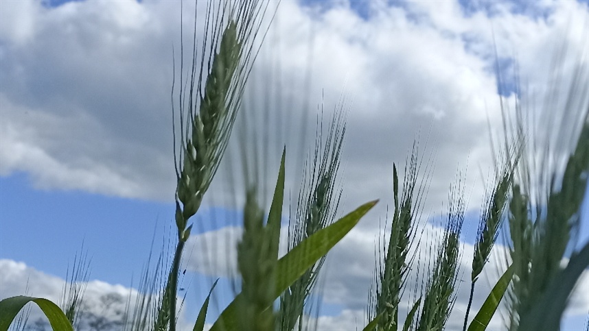 Produção de trigo cai e importação deve crescer