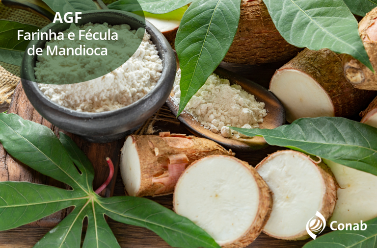 Produtores de mandioca poderão vender fécula e farinha da safra 2025 para o Governo Federal