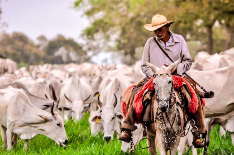 Setor pecuário mostra que é possível produzir mais e emitir menos gases com tecnologia e manejo eficiente