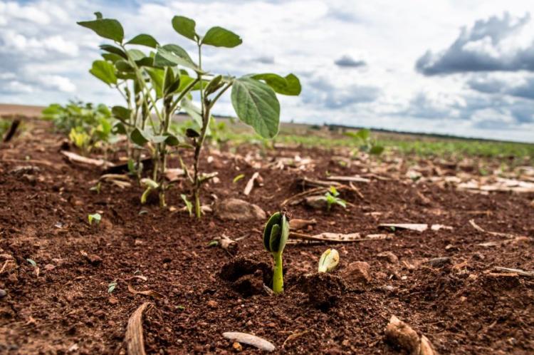 Imea: custo de produção da soja na safra 2025/26 cai 1,96%