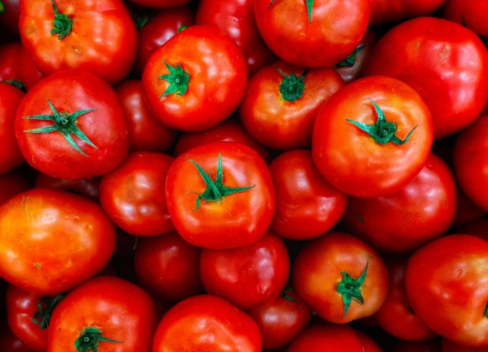 Produção de tomate cresce em São Paulo mesmo com período de seca