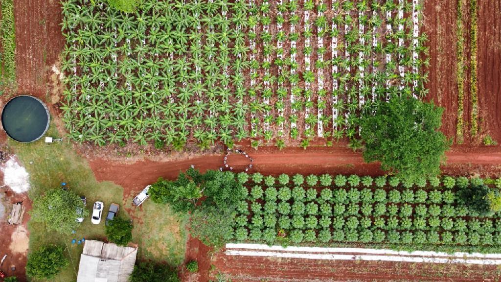 Agricultores familiares de MT transformam áreas de pastagens improdutivas e degradadas em plantações de cacau e banana