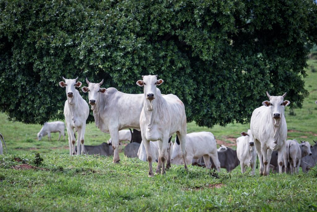 Rebanho bovino de MT conta com 32,1 milhões de cabeças