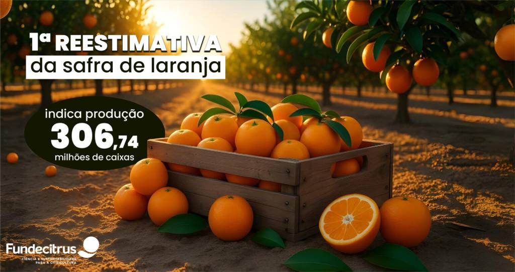 Primeira reestimativa da safra de laranja 2025/26 em SP e MG prevê produção de 306,74 milhões de caixas