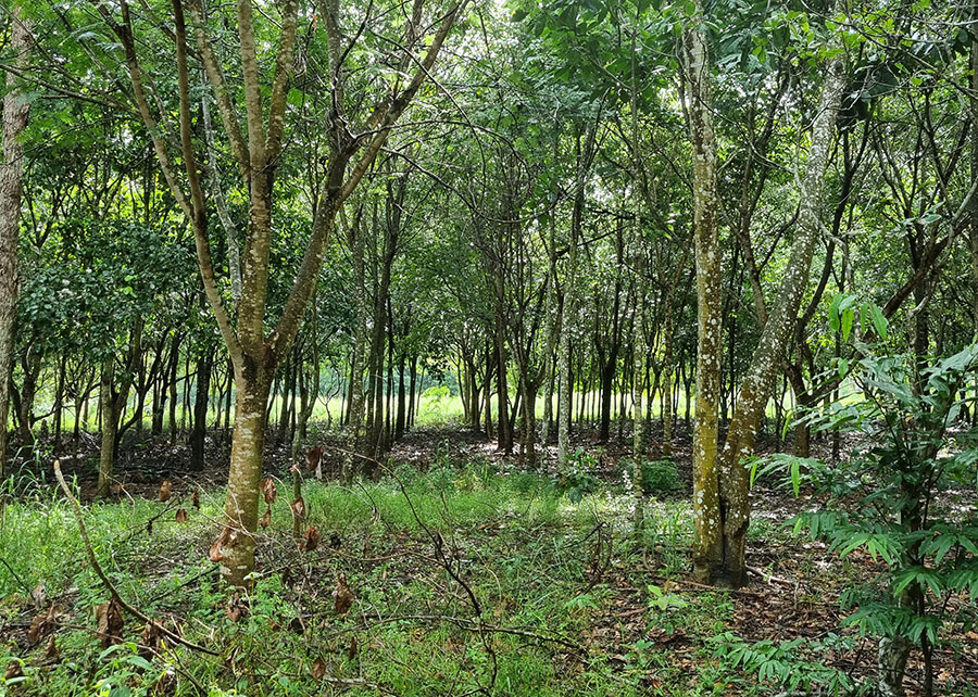 Reflorestamento com mudas cobre solo acima da meta em MT, mas diversidade ainda é baixa