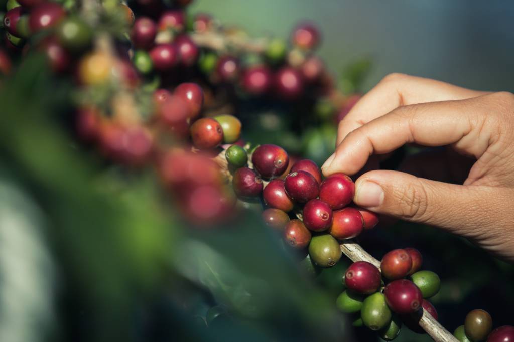 Tarifas de Trump continuam em pauta para o setor cafeeiro